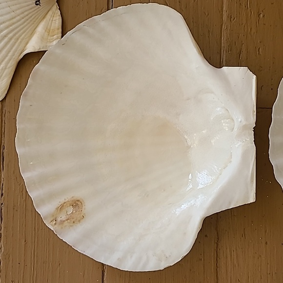 Large Scalloped Clam Shells Made in Japan - Picture 11 of 16
